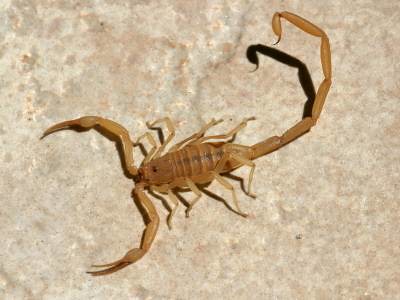 Arizona Scorpion