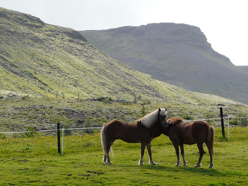 el cavall d'Islàndia