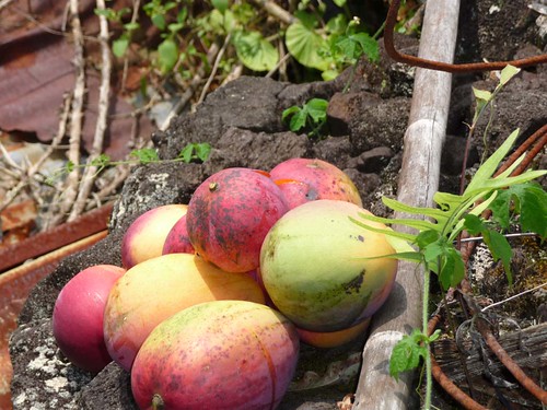 ハワイ島にてマンゴの収穫