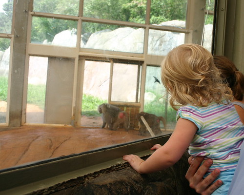 Anna loved the baboons