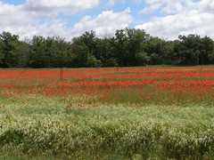 Poppies in the fields of Provence