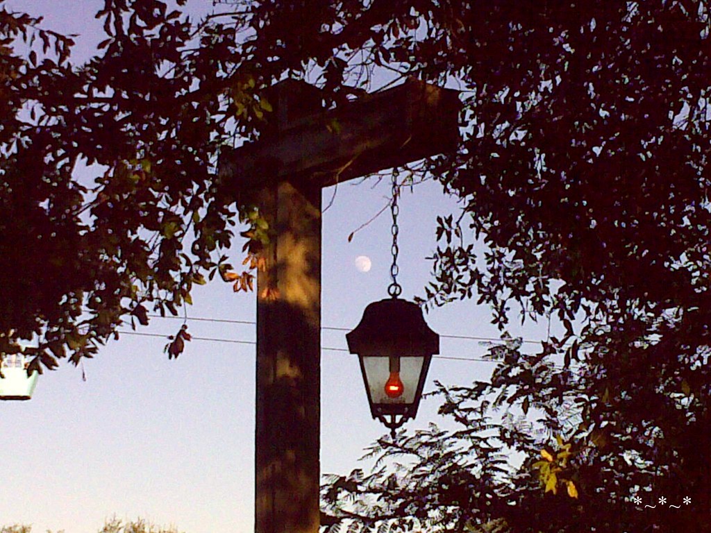 11102008192-Moon-Over-Busch-Gardens-Tampa