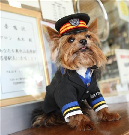 Maron Stationmaster Dog at Okunakayama-Kougen Station
