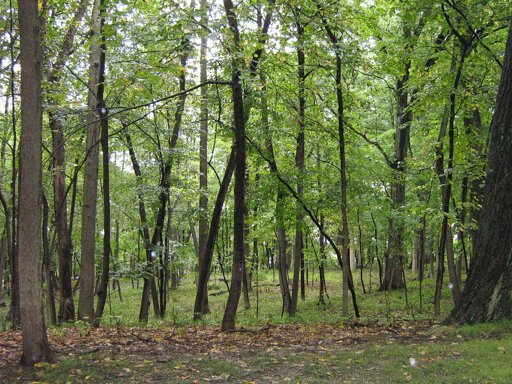 the woods at USML
