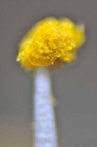 pollens on a stamen of cherry blossoms