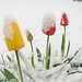 Tulips in Snow