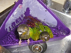 Gizmo and Tweak bath