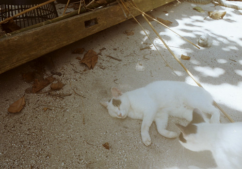 カイジ浜の猫の寝顔