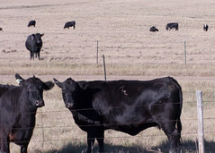 Cattle 2008 10 01_1801