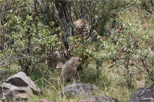 你拍攝的 59 Masai Mara - Leopard。