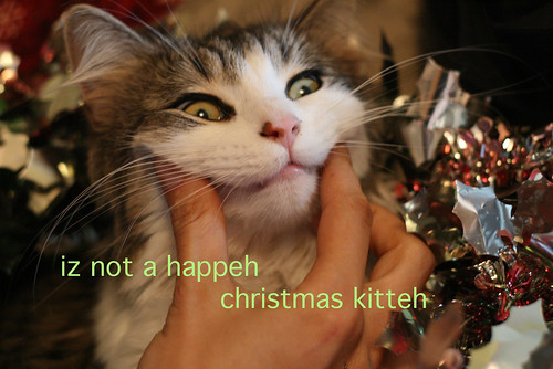 christmas lol cat