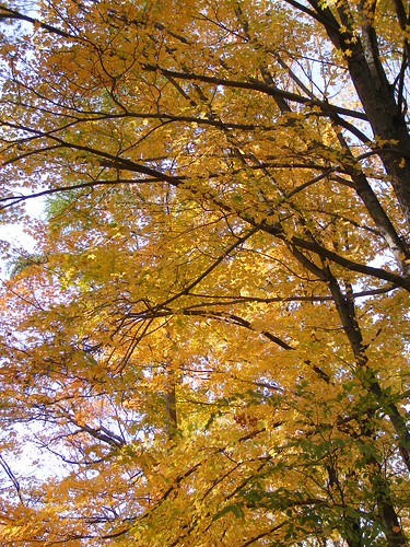 Fall Colors in Concord, MA