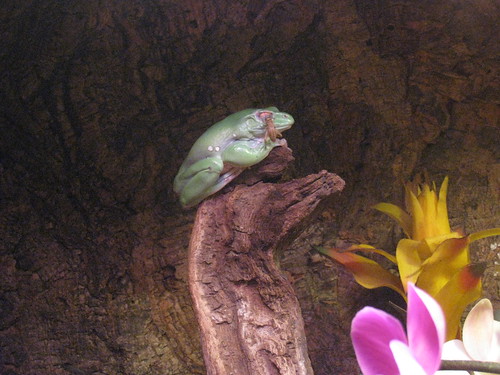 Frog Monterey Bay Aquarium