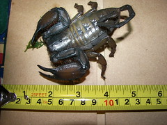 FLATROCK SCORPION by snakecollector, on Flickr