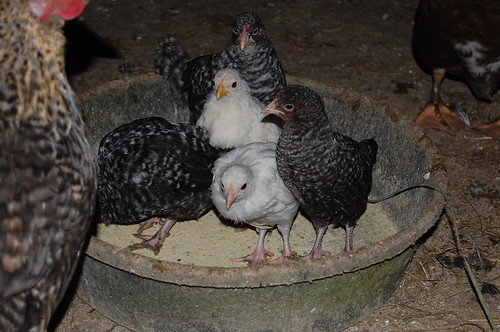 Baby chicks want breakfast!