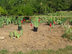 iris garden planting