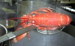 Cooking a Lobster