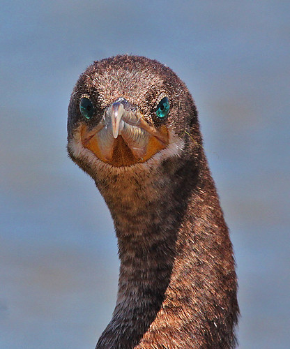 or Mexican cormorant