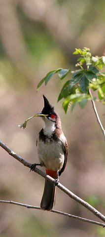 red-whiskered bulbul with another leaf
