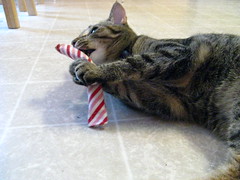 Maggie getting the catnip candy cane