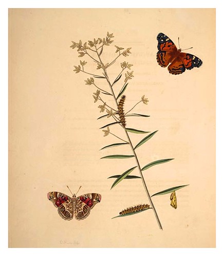 03-Illustration of Papilio Huntera. Gnaphalium Obtusifolium 9