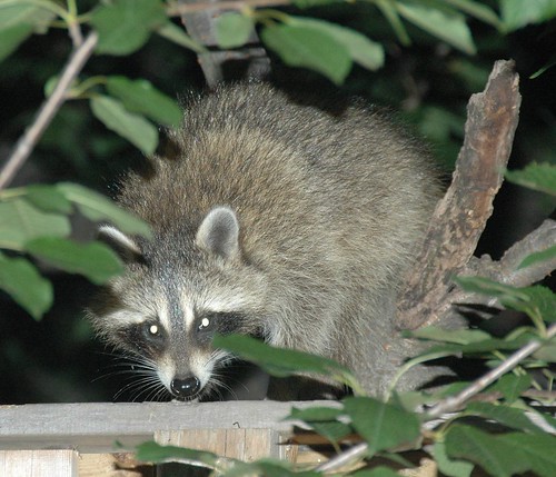 Flatbush Raccoon