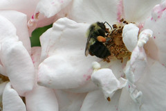bumble on rose