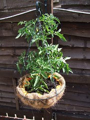 Tomato Plants #4