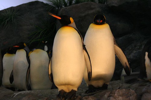 penguin cave