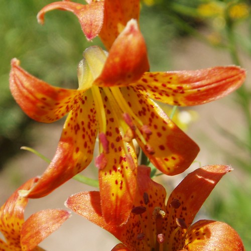 Sierra Tiger Lily