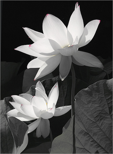 black and white backgrounds flowers. white Lotus Flower