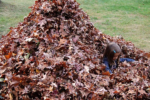 The biggest pile of leaves ever.