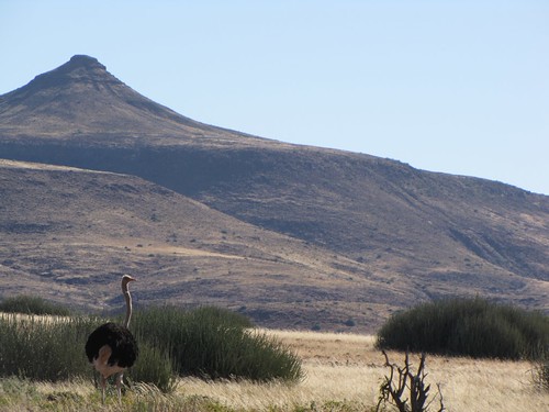 Damaraland: Ostrich