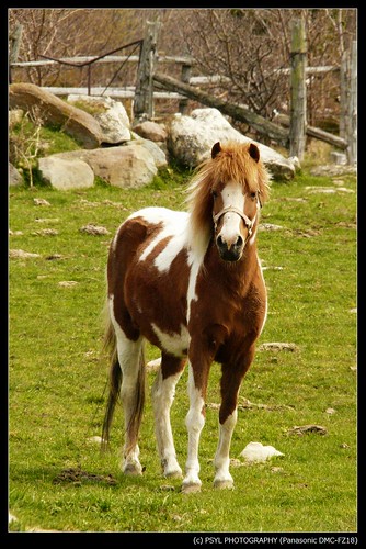 Jennifer, the (prissy) pony.