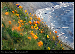 San Juan Island Wildflowers II