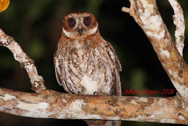 PR-Screech-Owl (Megascops nudipes)