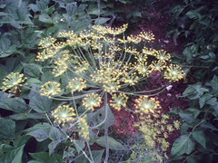 dill weed blossom