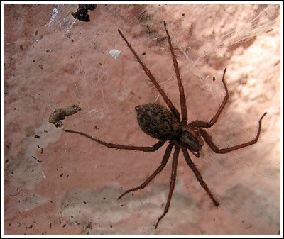 BrownSpider copy