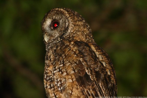 Tawny Wood Owl 灰林鴞 - IMG_8860