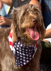 An American Dog