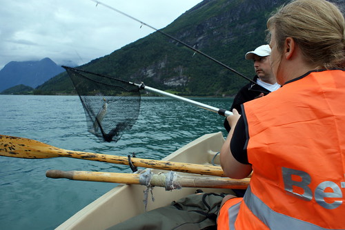 The first catch out of the Strynvatnet