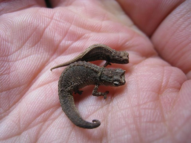 2 Brookesia minima chameleons. worlds smallest chameleons. Possibly a male and female