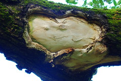 Heart Happy Face Tree