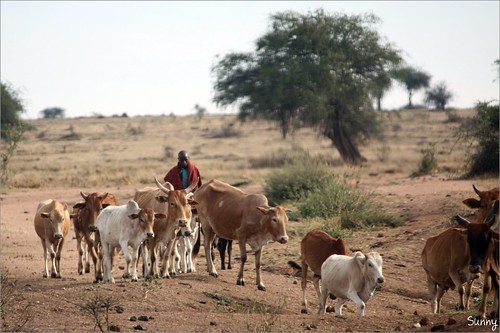 你拍攝的 4 Masai Mara - Masai & Cattle。