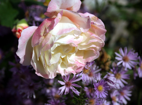 Scent-Sation rose and New York Asters