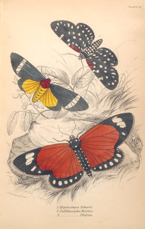 1. Hypercampa Sybaris; 2. Callimorpha Helcita; 3. Callimorpha Phileta.  (1843)