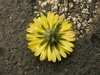 cichorioid daisy # 2 - reverse of capitulum