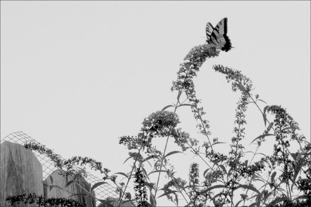 5197 (butterfly) ©2008 RosebudPenfold