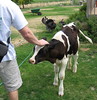 Fanky Farm Visit 08/08 -  baby cow