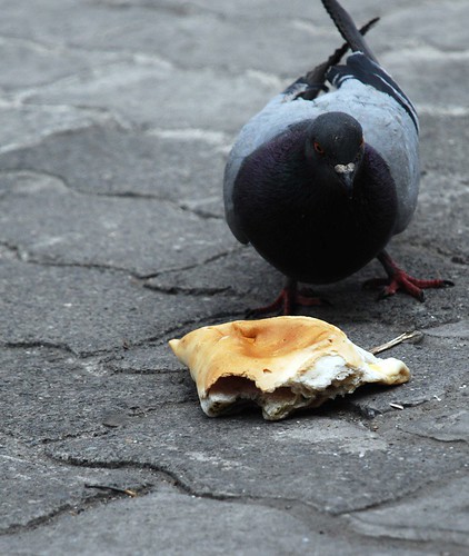 pigeons will eat what they can find